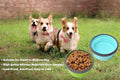 2-Pack Collapsible Cat Bowls with Lids – Portable Travel Pet Feeders (17oz)