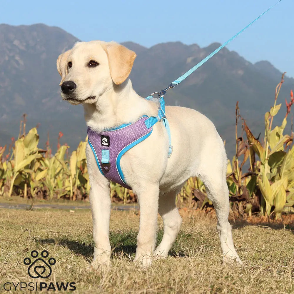 Breathable Pet Harness with Adjustable Leash – Comfortable & Secure Fit  - ! - My Store